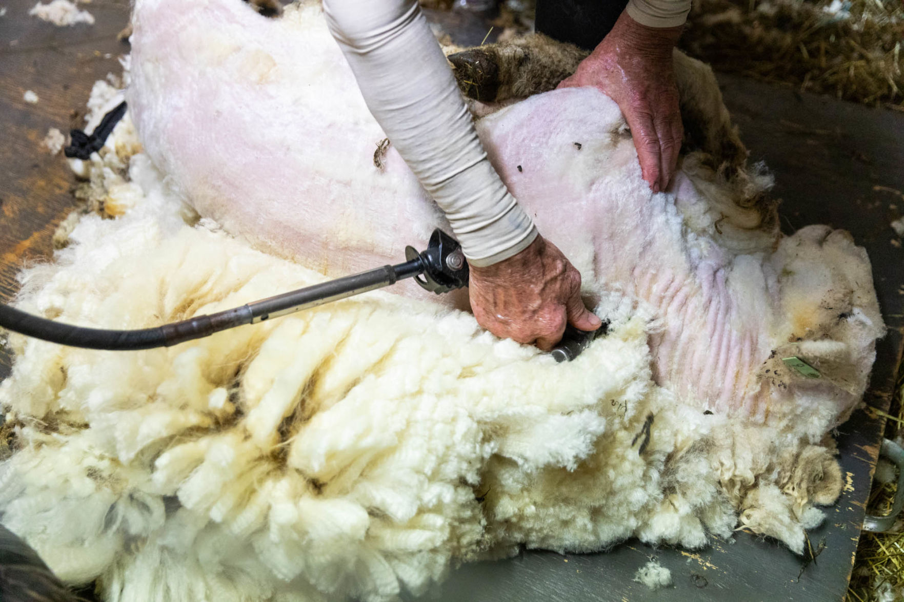 0929_wdj_sheepshearing_SS7.JPG